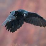 Мистические птицы вороны и связанные с ними приметы